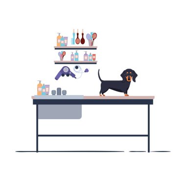 beyaz arka plan ile kuaför masada köpek