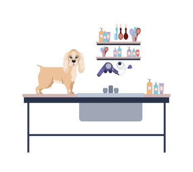 beyaz arka plan ile kuaför masada köpek