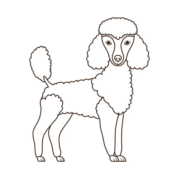 Silueta de lindo perro caniche sobre fondo blanco — Vector de stock
