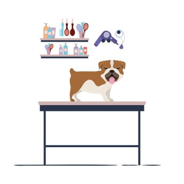 beyaz arka plan ile kuaför masada köpek