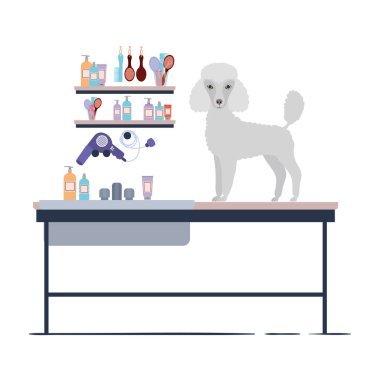 beyaz arka plan ile kuaför masada köpek