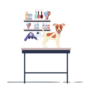 beyaz arka plan ile kuaför masada köpek