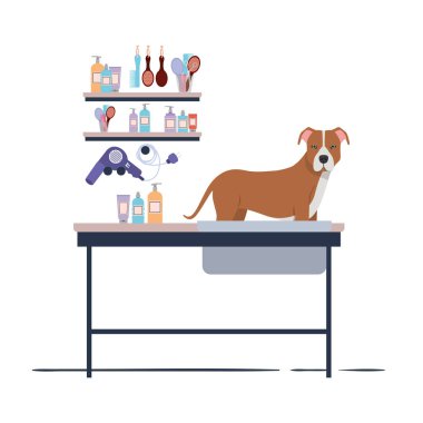 beyaz arka plan ile kuaför masada köpek