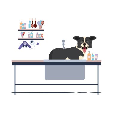 beyaz arka plan ile kuaför masada köpek