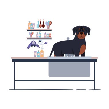 beyaz arka plan ile kuaför masada köpek