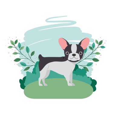 arka plan manzara ile sevimli boston terrier köpek