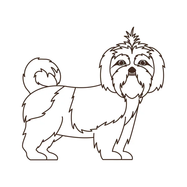 Silhouette de chien shih tzu mignon sur fond blanc — Image vectorielle