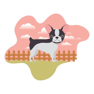 arka plan manzara ile sevimli boston terrier köpek