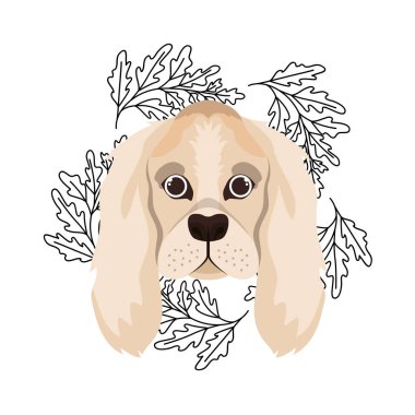 beyaz sevimli cocker spaniel ingles köpek başkanı