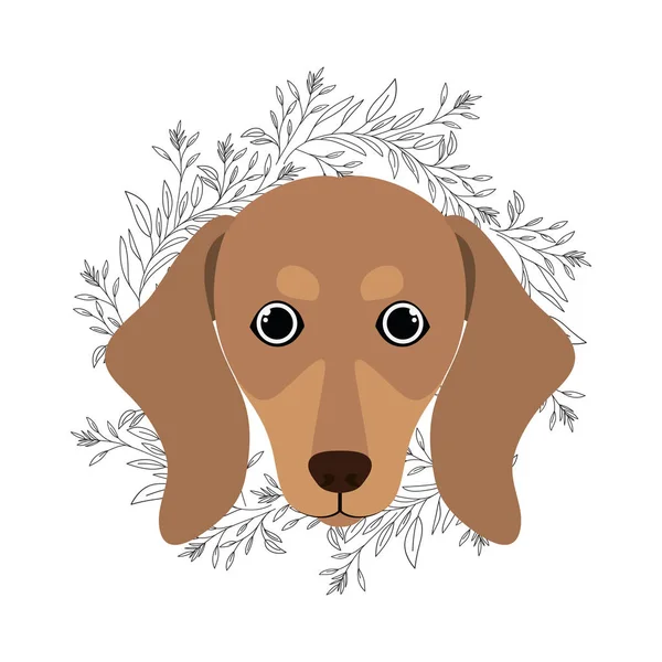 Cabeça de cão bonito dachshund no fundo branco — Vetor de Stock