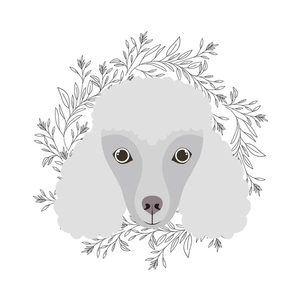 หัวของสุนัขพุดเดิ้ลน่ารักบนพื้นหลังสีขาว — ภาพเวกเตอร์สต็อก