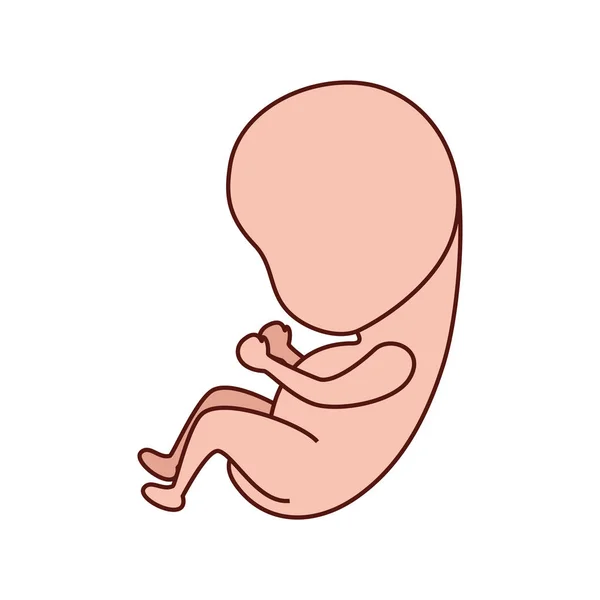 Baby foetus zwangerschap geïsoleerd pictogram — Stockvector