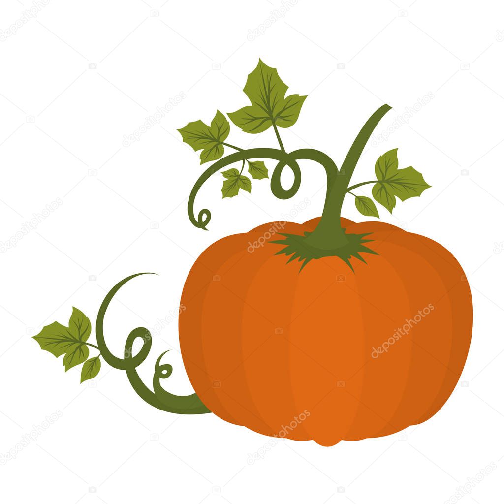 pumpkin vegetable with leafs icon