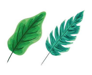 İki yeşil yaprak vektör tasarımı izole edildi