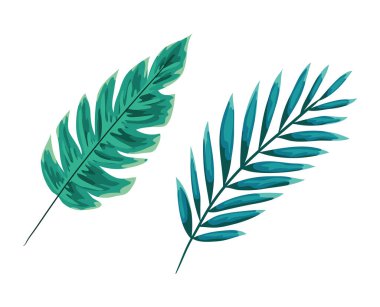 İki yeşil yaprak vektör tasarımı izole edildi