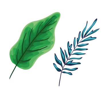 İki yeşil yaprak vektör tasarımı izole edildi