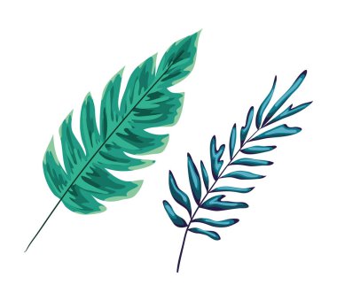 İki yeşil yaprak vektör tasarımı izole edildi