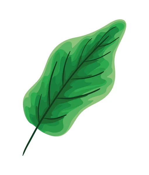 Geïsoleerde natuurlijke groene blad vector ontwerp — Stockvector