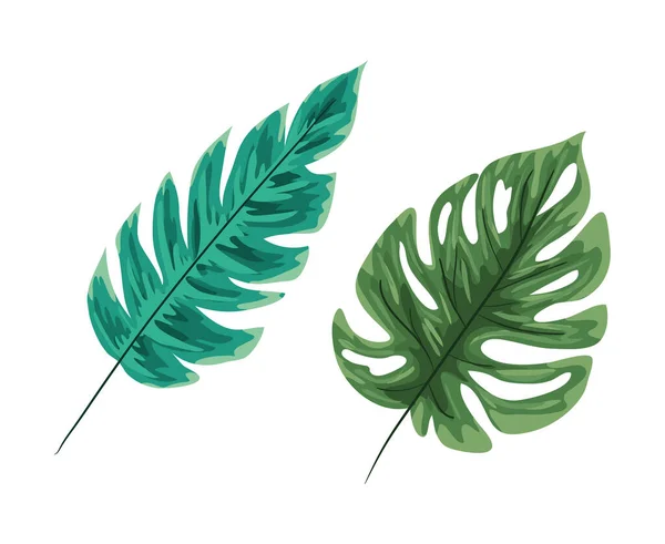 Изолированные два вектора зеленых листьев — стоковый вектор