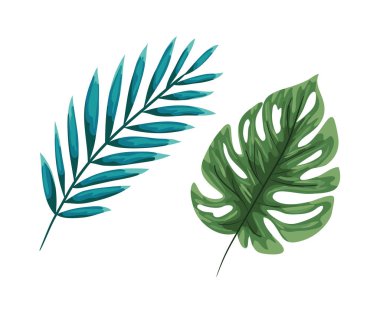 İki yeşil yaprak vektör tasarımı izole edildi