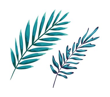 İki yeşil yaprak vektör tasarımı izole edildi