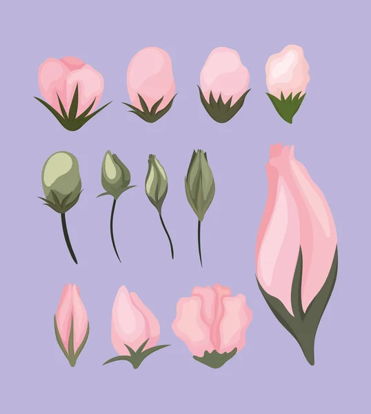 Conjunto de flor rosa crescente desenho vetorial de pintura — Vetor de Stock