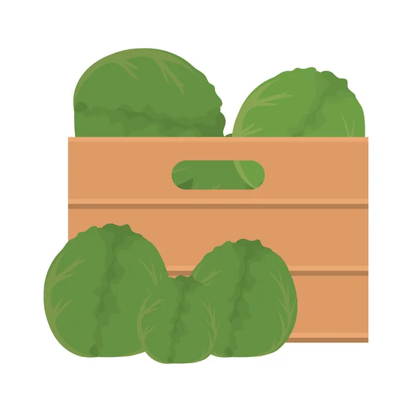 Lettuces inside box vector design — Stock Vector
