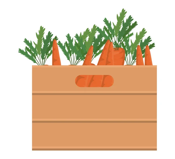 箱型病媒设计中的胡萝卜 — 图库矢量图片