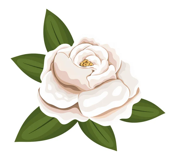 Weiße Rose Blume mit Blättern Malerei Vektor-Design — Stockvektor