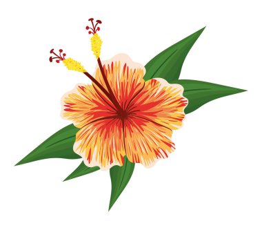 Yaprakları vektör tasarımı olan turuncu Hawaii çiçeği