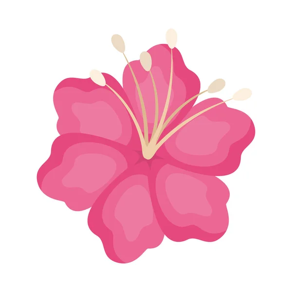 Design de vetor de flor havaiano rosa isolado —  Vetores de Stock