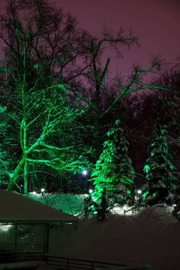 backlights ve ağaçların kış parkta kar altında