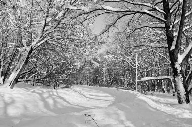 orman yolu ve bir kar kış siyah beyaz ağaçlarda