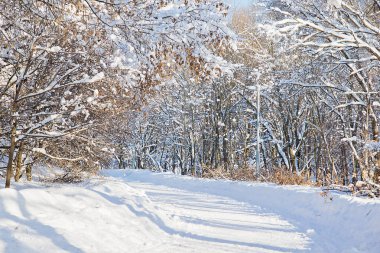 orman yolu ve ağaçlar kışın karda