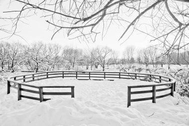 kış günü ve kar kaplı ağaçlar park siyah ve beyaz