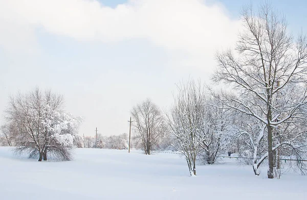 Árboles Cubiertos Nieve Farolas Invierno — Foto de Stock