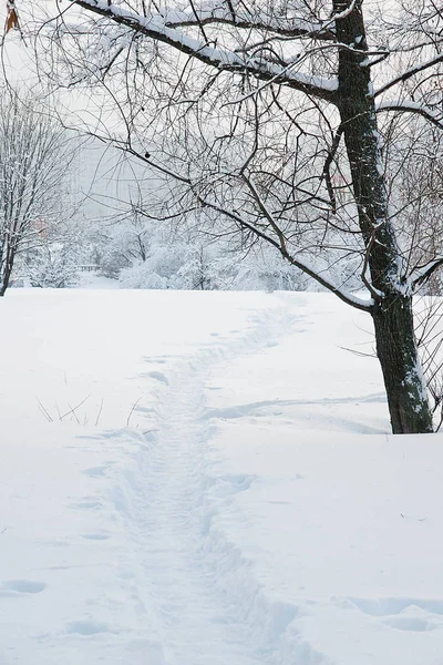 Árboles Cubiertos Nieve Sendero Día Invierno — Foto de Stock