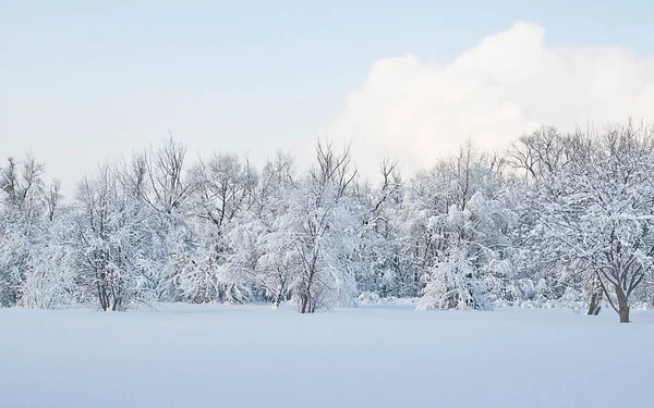 Árboles Bajo Nieve Día Soleado Invierno — Foto de Stock