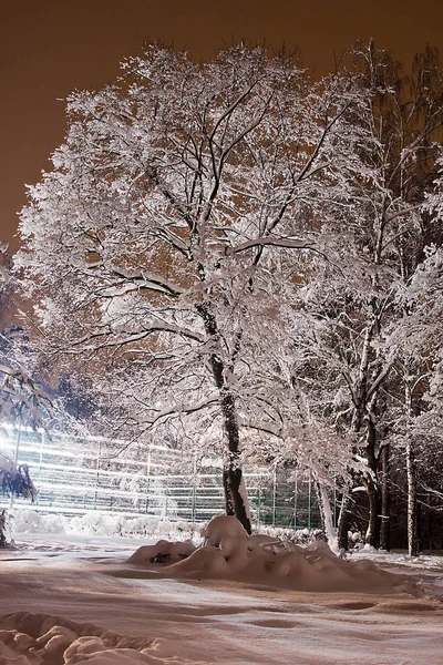 Árbol Bajo Nieve Parque Invierno —  Fotos de Stock