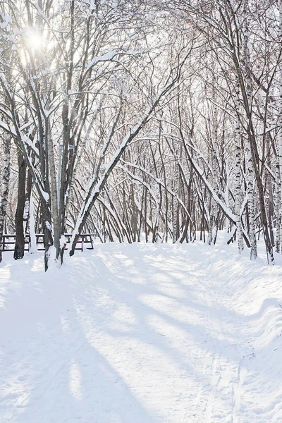 Hermosos Árboles Cubiertos Nieve Parque Invierno Por Tarde — Foto de Stock