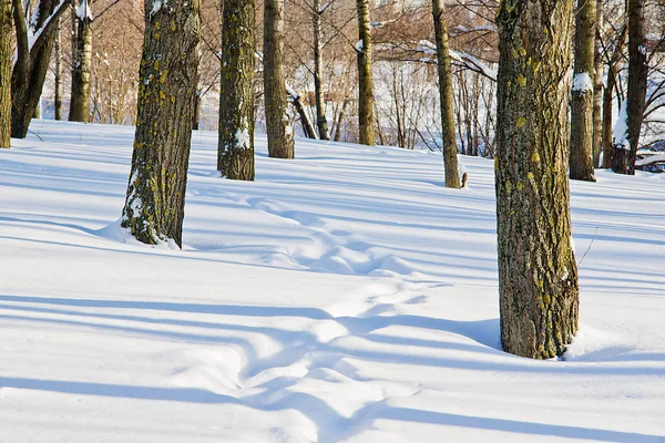 Árboles Pistas Nieve Invierno —  Fotos de Stock