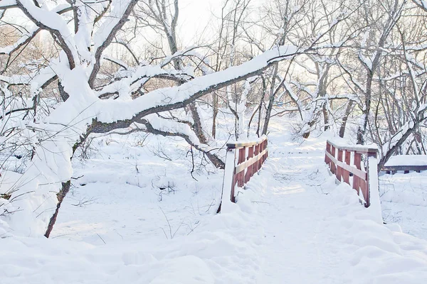Día Invierno Árboles Cubiertos Nieve Parque Ciudad — Foto de Stock