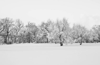 kar glade ve ağaçların altında kar siyah ve beyaz