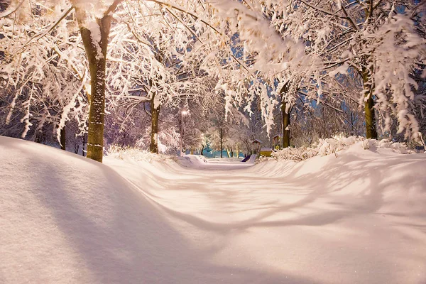Χιονισμένο Μονοπάτι Και Δέντρα Στο Πάρκο Χειμώνα — Φωτογραφία Αρχείου
