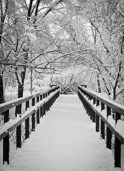 Puente Árboles Bajo Nieve Blanco Negro —  Fotos de Stock
