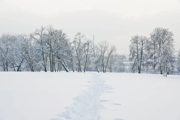 雪下的树木和雪的小路 — 图库照片