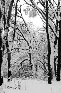 kar kış siyah ve beyaz ormandaki ağaçların