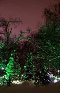 Ağaçların altında kar ve kış Park backlights