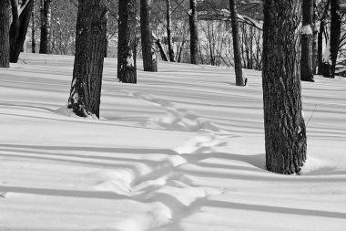 ağaçlar siyah ve beyaz arasında karda ayak izleri