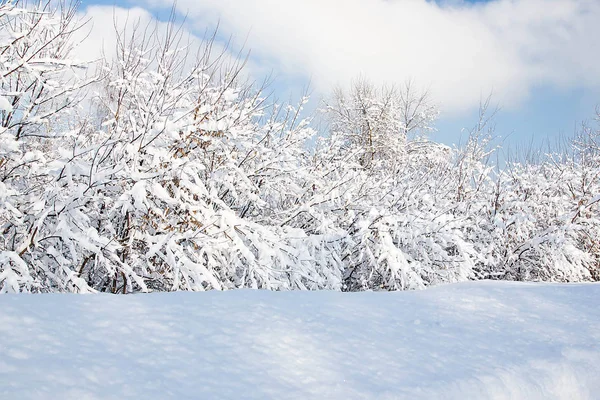 Arbustos Bajo Nieve Parque Ciudad Día Invierno —  Fotos de Stock